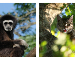 Photographie chat/gibbon - Photo. sensible... au naturel Regards vifs de deux espèces grimpant aux arbres