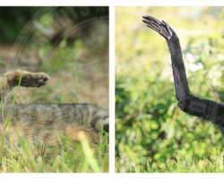 Photographie chat/gibbon - Photo. sensible... au naturel Salut... ! / eh salut, ça va ?