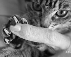 Photographie chat - Photo. sensible... au naturel Photographie N&B - Animal de compagnie - Le chat sort ses griffes