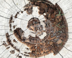Photographie insolite - souche d'arbre - Photo. sensible... au naturel … une poêle à trous - souche d'arbre