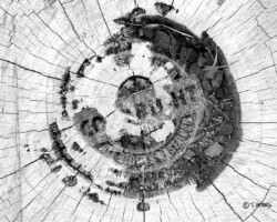 Photographie insolite - souche d'arbre - Photo. sensible... au naturel … une poêle à trous avec un coup de chaud - souche d'arbre