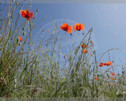 Nature et Environnement - Photo. sensible... au naturel Le retour en grâce des coquelicots dans les champs
