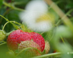 Nature et Environnement - Photo. sensible... au naturel Un fruit gourmand, la fraise d'Anjou (49). Cette bonne fraise bien rouge et sucrée n'est en réalité pas un fruit. (https://www.futura-sciences.com/planete/questions-reponses/botanique-fraise-nest-pas-fruit-14182/)