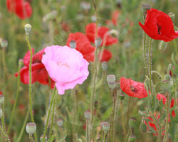 Nature et Environnement - Photo. sensible... au naturel Avec l'arrivée des beaux jours, le rouge éclatant des coquelicots habillent les champs. L'un d'eux a décidé de se distinguer des siens.