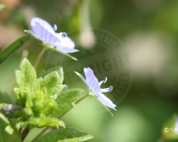 Nature et Environnement - Photo. sensible... au naturel Geranium columbinum