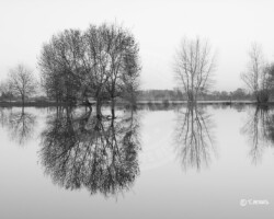 Nature et Environnement - Photo. sensible... au naturel … la Loire a débordé et donne de magnifiques paysages - #valléedelaLoire - #anjou #anjoutourisme (Maine-et-Loire)