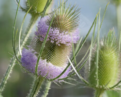 Nature et Environnement - Photo. sensible... au naturel Le chardon, une espèce insolite. Il se distingue par ses qualités ornementales bien marquées