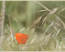 Nature et Environnement - Photo. sensible... au naturel Nous voulons des coquelicots dans les champs !