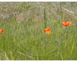 Nature et Environnement - Photo. sensible... au naturel Triplet de coquelicots !