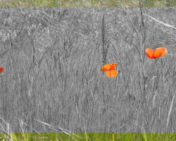 Nature et Environnement - Photo. sensible... au naturel Triplet de coquelicots ! Ils sortent la couleur !!!