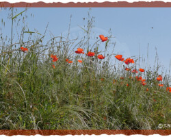 Nature et Environnement - Photo. sensible... au naturel Le retour en grâce des coquelicots dans les champs… encadrement à l'ancienne