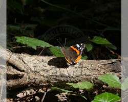 Nature et Environnement - Photo. sensible... au naturel Papillon diurne forestier. Nous n’associons pas forcément l’écosystème forestier avec de beaux papillons…