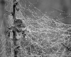 Nature et Environnement - Photo. sensible... au naturel Un p'tit matin d'hiver… des fils de soie prennent l'eau