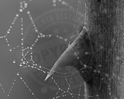 Nature et Environnement - Photo. sensible... au naturel La nature accroche… zoom sur une épine de ronce