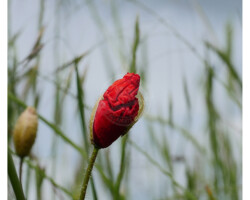 Parcs et Jardins - Photo. sensible... au naturel Bouton de coquelicot des bords de l'Indre (37)