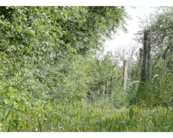 Parcs et Jardins - Photo. sensible... au naturel Bordure d'un jardin champêtre… l'herbe est encore bien verte