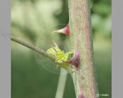 Parcs et Jardins - Photo. sensible... au naturel La nature pique… zoom sur une épine de vieux rosier. Self défense !