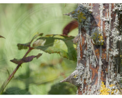 Parcs et Jardins - Photo. sensible... au naturel Ce vieux rosier pique ma curiosité… zoom sur ses épines