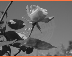 Parcs et Jardins - Photo. sensible... au naturel Jolie rose colorée de N&B…