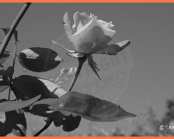 Parcs et Jardins - Photo. sensible... au naturel Jolie rose colorée de N&B…