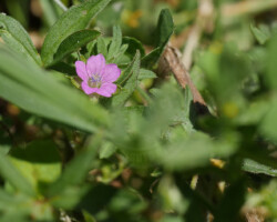 Parcs et Jardins - Photo. sensible... au naturel Geranium columbinum
