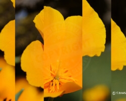 Parcs et Jardins - Photo. sensible... au naturel Montage particulier ! Image découpée en chevauchement de pétales