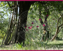 Parcs et Jardins - Photo. sensible... au naturel Inspiration ! Jardin champêtre et bucolique…