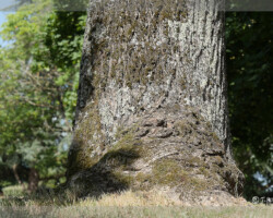 Parcs et Jardins - Photo. sensible... au naturel Expérience exceptionnelle d'un moment au pied de "mon" arbre