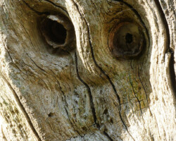 Portrait insolite - Photo. sensible... au naturel Le regard d'un vieux tronc… s'inquièterait-il d'un avenir incertain ?