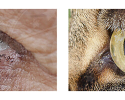 Photographie insolite - yeux - Photo. sensible... au naturel Jeux de regards entre deux espèces… une seule direction !