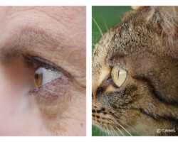 Photographie insolite - yeux - Photo. sensible... au naturel Jeux de regards entre deux espèces… leur direction est la même