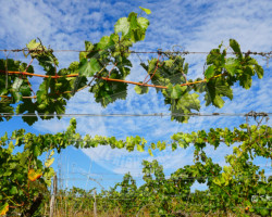 Vigne(s) - Photo. sensible... au naturel Vignoble d'Anjou (49) - Coupole de ciel bleu sur les vignes #valléedelaLoire - #anjou #anjoutourisme (Maine-et-Loire)