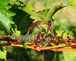 Vigne(s) - Photo. sensible... au naturel Vignoble d'Anjou (49) - Sarment de vigne - #valléedelaLoire - #anjou #anjoutourisme (Maine-et-Loire)