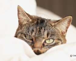 Photographie chat - Photo. sensible... au naturel Animal de compagnie - Chat de gouttière tigré