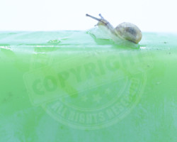Le spot de la Bougie (64), spot de surf… Photographie en extérieur, d'un jeune escargot surfant sur le bord d'une bougie. Toutes les conditions sont réunies : forte houle, marée basse et vent de sud/sud-ouest