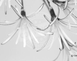 Artisanat et Métiers d'art - Photo. sensible... au naturel Artisanat / Métiers d'art - Fleurs faites à partir d'osiers - LES PONTS DE CÉ (49)