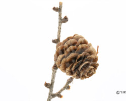 Reprographie et Studio - Photo. sensible... au naturel Pomme de pin prise en studio. …et vous, comment appelez-vous la pomme de pin ? INSOLITE - En botanique, on appelle l’organe reproducteur des conifères le cône.