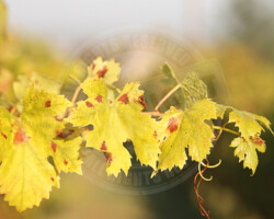 Vigne(s) - Photo. sensible... au naturel Vignoble d'Anjou (49) - Feuille de vigne - #valléedelaLoire - #anjou #anjoutourisme (Maine-et-Loire)