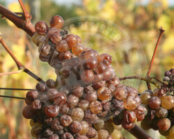 Vigne(s) - Photo. sensible... au naturel Vignoble d'Anjou (49) - Grappe de raisin - chenin - #valléedelaLoire - #anjou #anjoutourisme (Maine-et-Loire)